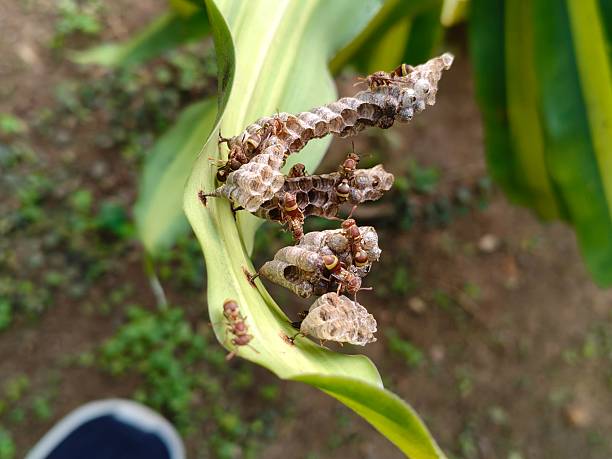 istock Paper wasps in his nest. 2247757649