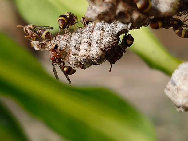 Paper wasps in his nest.  Paper wasps construct their nests from a material made by combining their saliva with wood fibers. Paper wasps hive.