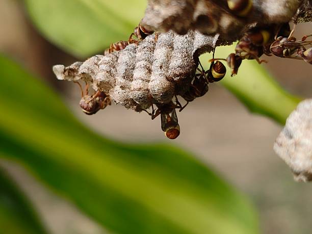 istock Paper wasps in his nest. 2247757923