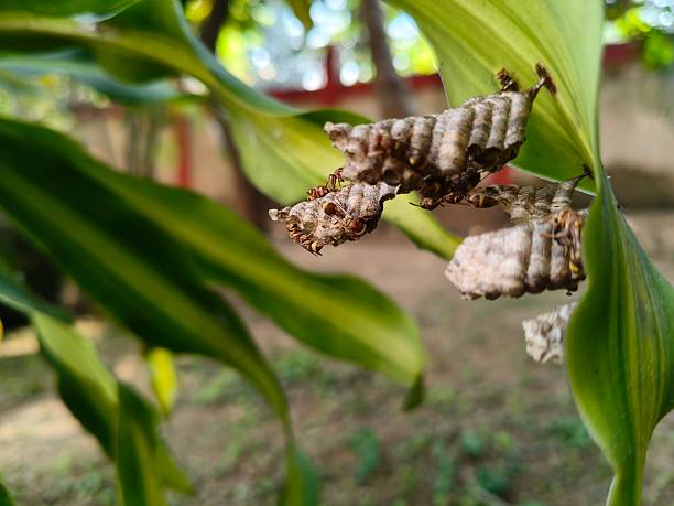 istock Paper wasps in his nest. 2247757988