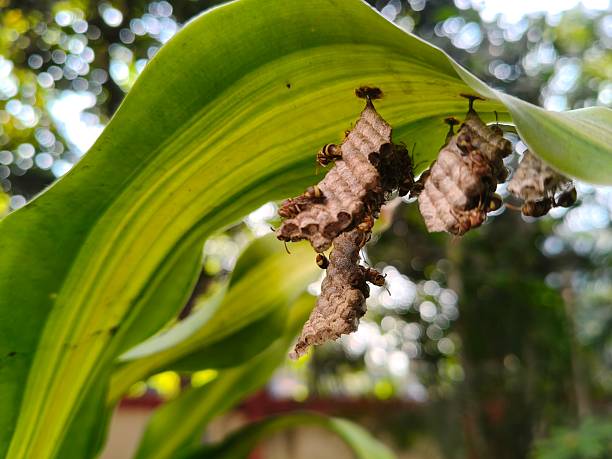 Paper wasps in his nest.  Paper wasps construct their nests from a material made by combining their saliva with wood fibers. Paper wasps hive.