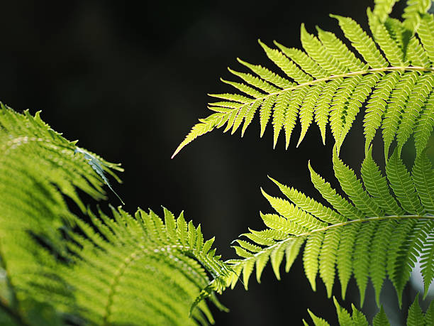 istock beautiful fern in forest in sunlight 2247758601