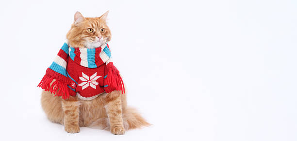 istock Ginger Cat in Winter Sweater and Scarf on White Background 2247763819