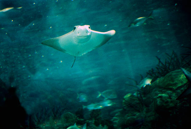 An eagle ray at the New Orleans Aquarium