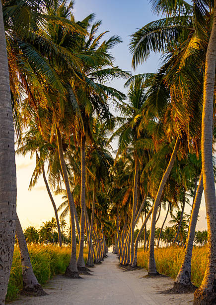 istock Green avenue with coconut palm trees and white sand under sunset lights in Thoddoo island, Maldives 2247765749