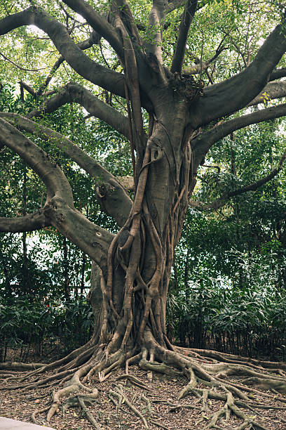 istock Majestic Banyan Tree with Intricate Roots and Sprawling Canopy 2247768284