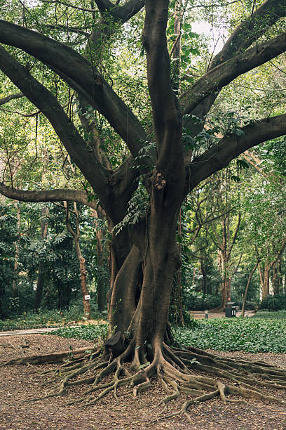 istock Majestic Banyan Tree with Intricate Roots and Sprawling Canopy 2247768286