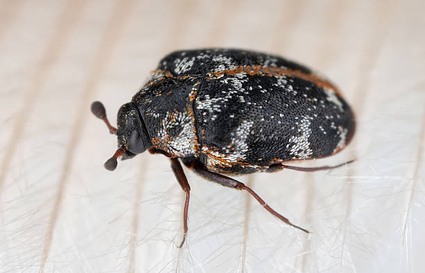 istock Anthrenus scrophulariae also known as the common carpet beetle or buffalo carpet beetle. An insect on a bird's feather. 2247771123