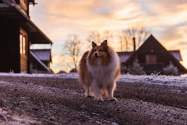 A Shetland sheepdog stands on a frosty path near wooden houses during a colorful winter sunrise.