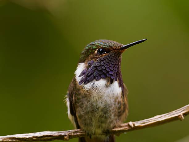 istock Scintillant Hummingbird (Selasphorus scintilla) 2247775856
