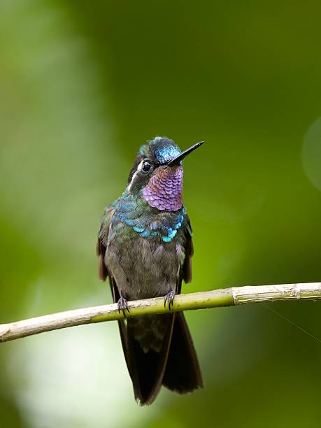 istock Purple-throated Mountain-gem Hummingbird 2247775897