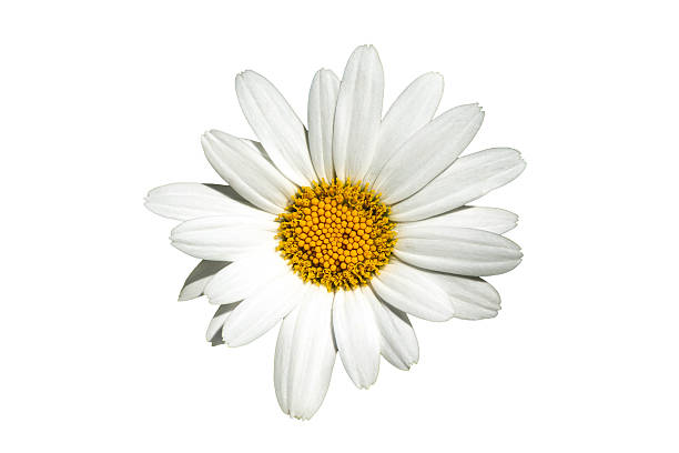 istock Leucanthemum x superbum 2247780784