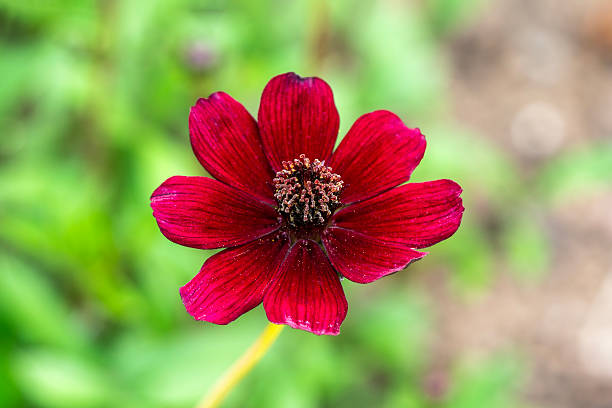 a closeup shot of an exotic dark red flower with a blurred background