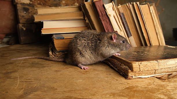 istock Brown  gray rat  sitting on old books. 2247780972