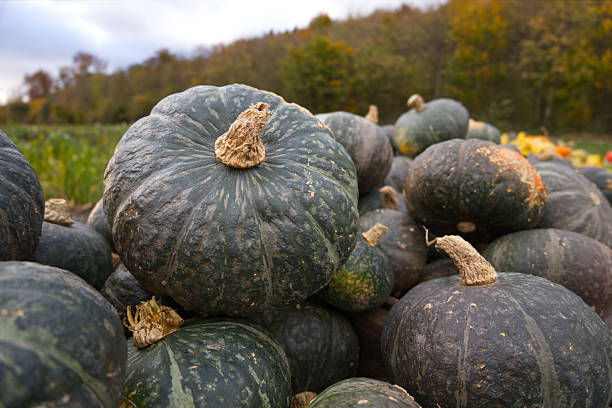 istock Tetsukabuto a Hybrid Japanese Winter Pumpkin 2247781655