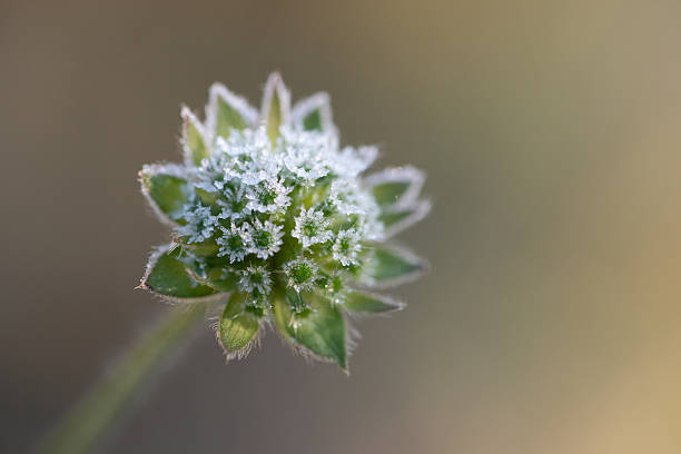 Close-up of a field scabious (Knautia arvensis), also known as Gypsy’s Rose, showing a flower bud covered with a light layer of frost.