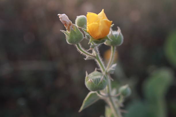 A close-up view of the cup-shaped, golden-yellow flowers and fuzzy sepals of this heat-tolerant plant.