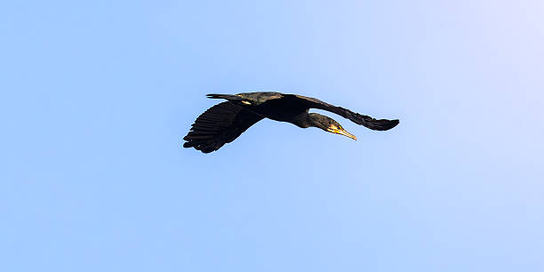 istock Great Cormorant in flight in the morning light 2247786444