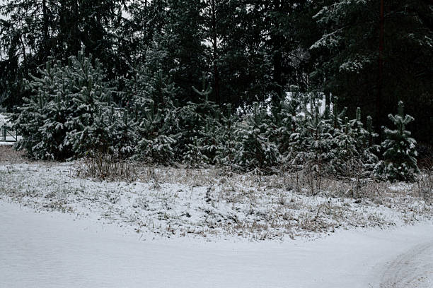 Dense forest of tall and young pine trees lightly covered with fresh snow during a cold and overcast winter day.