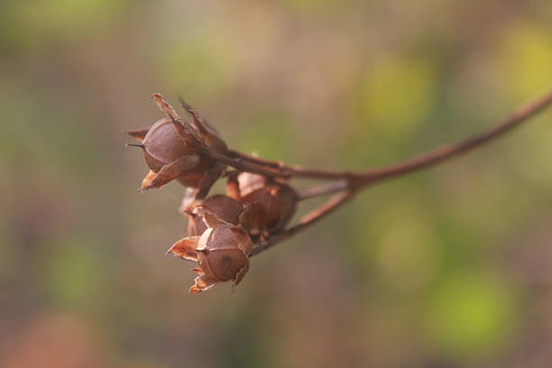 Seeds of Morning glory plant