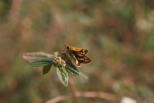Lesser Dart butterfly (Potanthus omaha) perched on a plant.