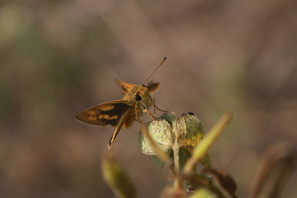 Lesser Dart butterfly (Potanthus omaha) perched on a plant.