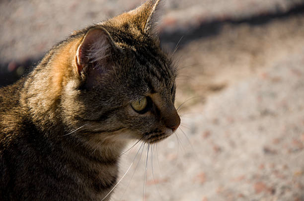 Detailed close-up profile shot of a beautiful striped tabby cat standing outside. The cat is illuminated by strong sunlight, highlighting the texture of its brown and grey fur and its bright green-yellow eyes. Shallow depth of field blurs the textured ground.