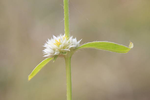 Macro photo of a flower.