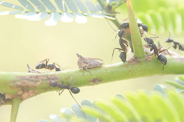 treehopper (an insect from the family Membracidae) on an Acacia plant stem, surrounded by several ants. This depicts a classic example of a mutualistic relationship in nature