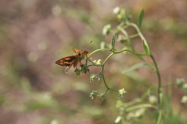 istock Lesser Dart butterfly (Potanthus omaha) perched on a plant. 2247787970