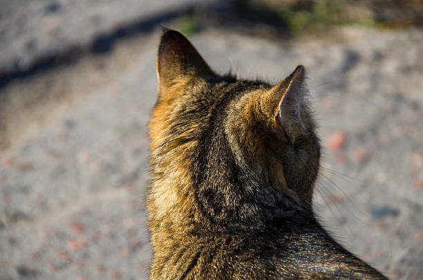 High-angle, close-up shot of the back of a brown and black tabby cat looking away. The detailed fur texture and pointed ears are highlighted in bright sunlight against a soft-focus gray outdoor background. Focus on domestic pet anatomy.