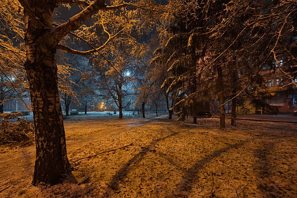 Night street. Blizzard. Snowflake. Winter weather. Climate. Storm. Winter forest. Snow on branches of trees