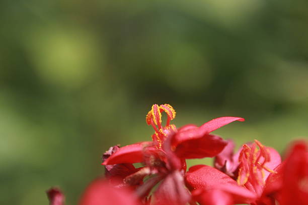 istock Flower of peregrina (Jatropha integerrima) 2247788564