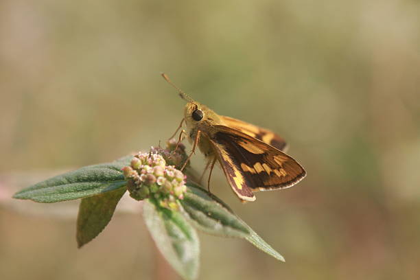 istock Lesser Dart butterfly (Potanthus omaha) perched on a plant. 2247788634