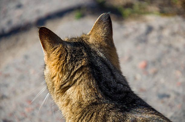 Detailed close-up shot from behind of a brown and grey tabby cat. The feline is looking into the distance with its back to the camera. Strong natural sunlight illuminates the textured fur, highlighting the ears and striped pattern against a blurred outdoor background.