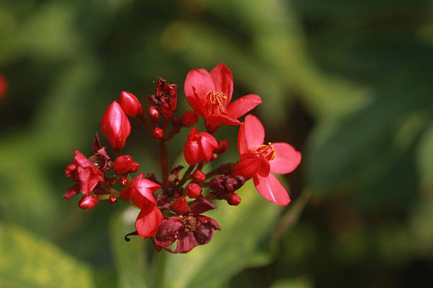 istock Flower of peregrina (Jatropha integerrima) 2247788725