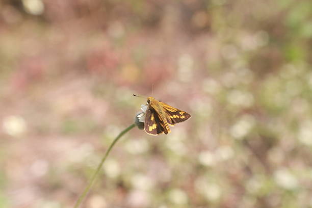 Lesser Dart butterfly (Potanthus omaha) perched on a plant.