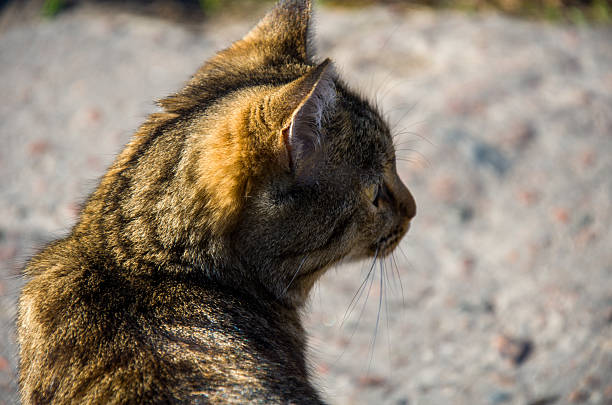 Cute cat outdoors in summer