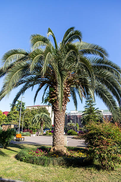 istock Tropical palm tree in sunny park with flowers and bench 2247790089