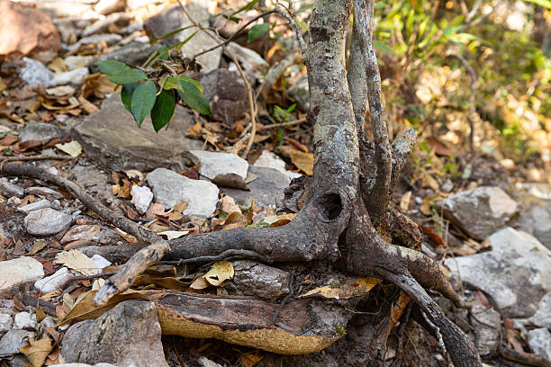 A detailed view of a thick, deeply furrowed tree trunk, typical of species adapted to the fire-prone environment of the Cerrado (like Pequi or Baru). The rough texture and grey-brown colors convey strength, protection, and natural resilience against harsh conditions.