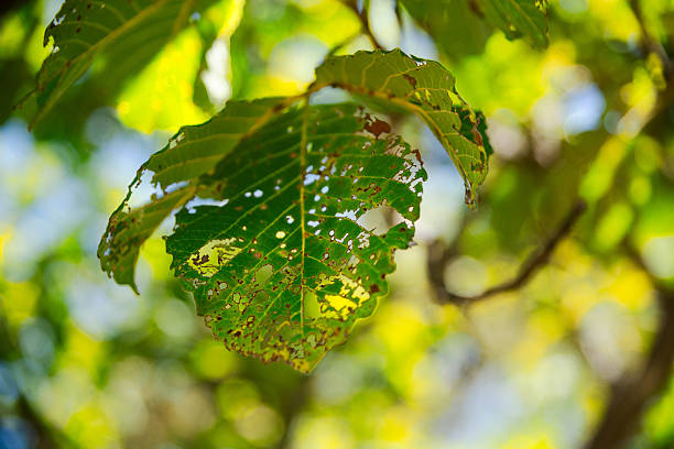 A close-up of a green leaf illuminated by sunlight from behind, revealing numerous irregular holes caused by insect feeding. The background is a soft, dappled bokeh of foliage and light.