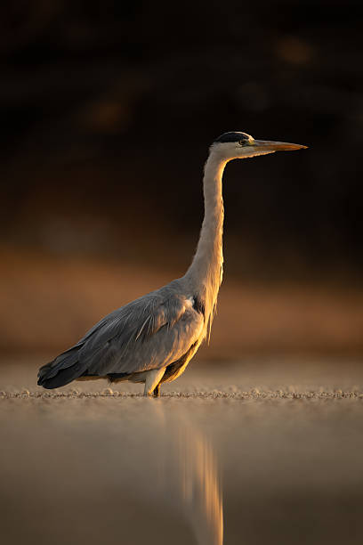 istock Grey heron stands reflected in calm pond 2247791310