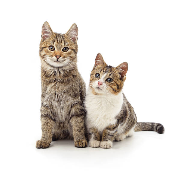 istock Two cute kittens sitting together on white background. 2247791375