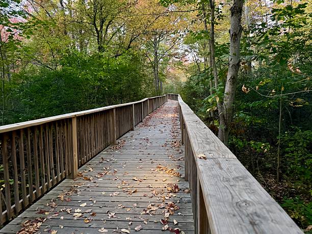 Wooden walkway through lush forest