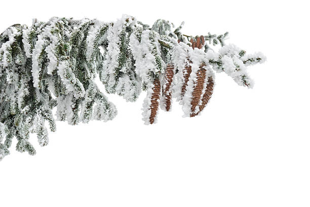 A close-up of a frosted fir branch with pine cones covered in hoarfrost on a clean white background. Minimalistic winter composition with copy space, perfect for holiday designs, Christmas themes, and seasonal branding