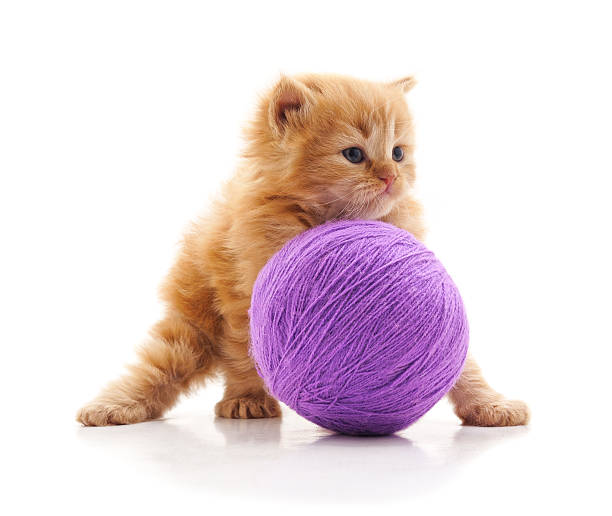 istock Cute ginger kitten playing with a purple yarn ball on white background. 2247791654