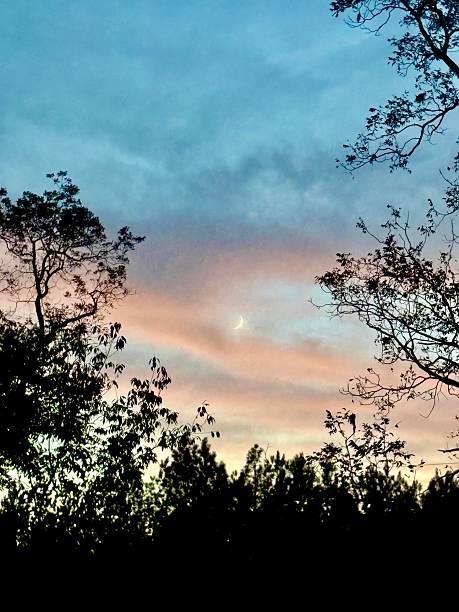 istock Crescent Moon Setting at Twilight Framed by Silhouetted Forest Trees Against a Peaceful Sky 2247794031