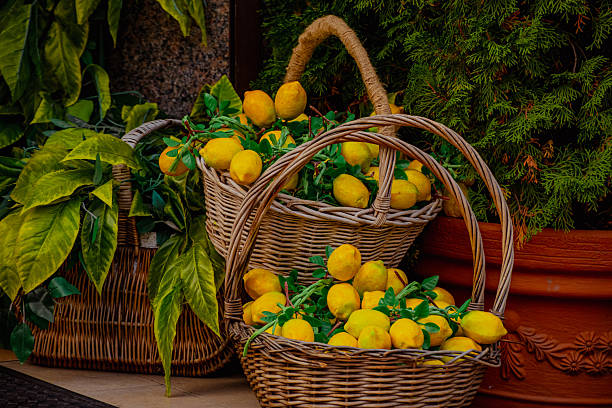 istock Two wicker baskets filled with fresh yellow lemons. Surrounding greenery includes vibrant leaves and potted plants, creating a natural, fresh atmosphere. 2247794765