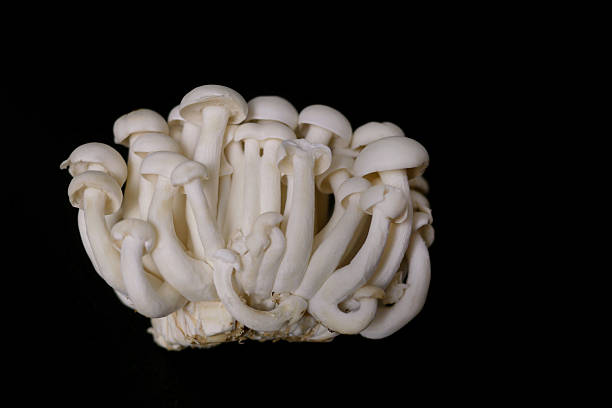 Close-up of white shimeji mushrooms on a black background. Minimalist food photography. Concept of organic natural vegan products.