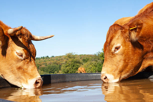istock Two thirsty Limousin beef cows drinking from a plastic  water tank 2247797071